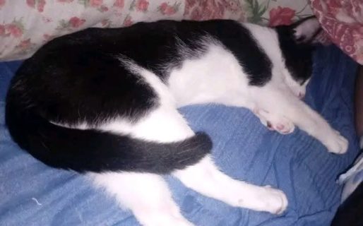 Pide ayuda para alimentar a sus mascotas hasta cobrar su sueldo: vende medias para salir adelante