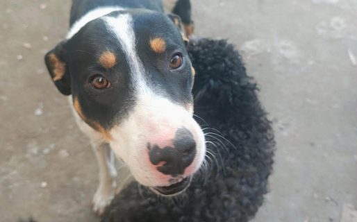 <strong>Buscan una familia para un cachorro rescatado tras ser abandonado en pleno centro de Comodoro</strong>