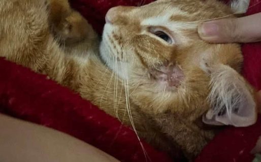 Busca saldar una deuda veterinaria y ofrece trabajos personalizados para poder ayudar a su gato