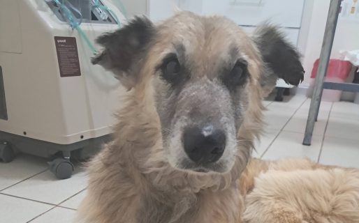 Buscan una familia para Copo, un perro de 13 años que necesita un hogar con urgencia