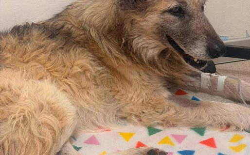 Después de tanta espera, Copo encontró una familia y fue adoptado