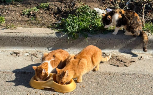 “Sus gatitos eran su gran prioridad”: buscan un futuro para los gatos de Olga en Km 3