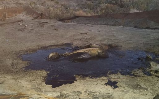 Rescataron a un perro que quedó hundido en petróleo en Km 5