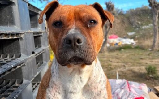 Moka está en el dispensario y busca familia: “Nadie preguntó por ella»
