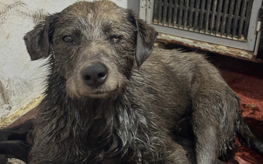 Esperanza tras el rescate: evoluciona favorablemente el perro hallado en un pileton de petróleo