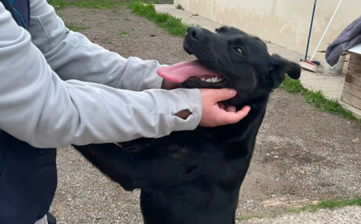 Mora fue adoptada y dejó atrás el canil del Dispensario