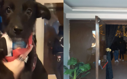 Abandonaron a una perrita durante una jornada de adopción