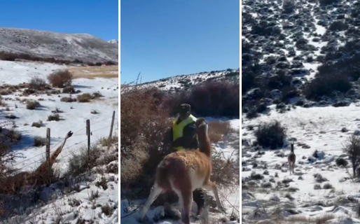 Rescataron a un guanaco atrapado en un alambrado en Chubut