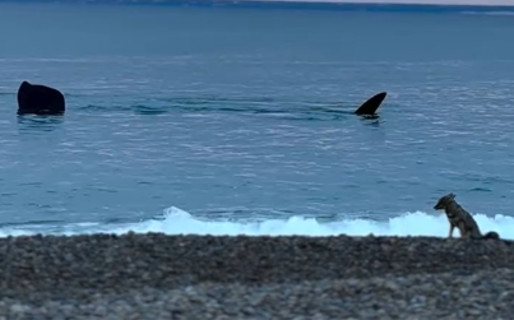 Un zorro se sentó a metros del mar en Madryn a contemplar una ballena