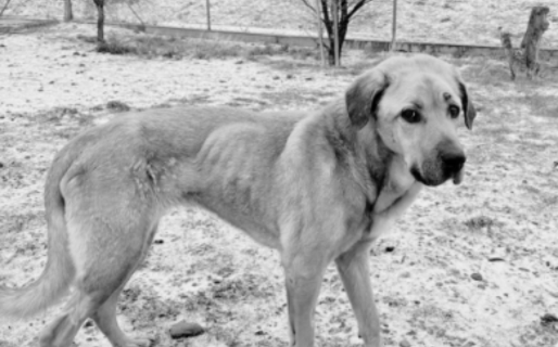 Murió Sol, una perrita había sido rescatada del maltrato: «gracias a la denuncia conoció una cama calentita»