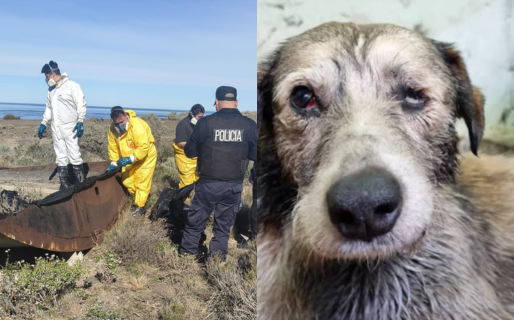 Investigan penalmente la muerte de un perro en una pileta de petróleo y el caso de «Nico» en Comodoro