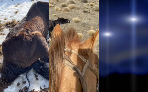 ¿Un ovni en Chubut?: luces en el cielo y dos caballos con extrañas mutilaciones
