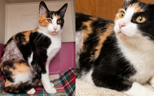 “Es un amor”: buscan una familia para una gata rescatada de la casa de Olga de Km 3