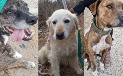 Buscan un hogar de tránsito para tres perros de una familia evacuada del cerro Hermitte