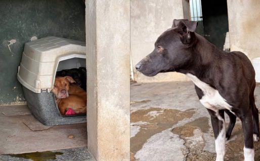 Mambo sobrevivió al maltrato y ahora espera una familia que no lo abandone