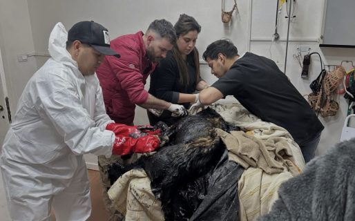 Comenzó la limpieza del perro que había quedado atrapado en petróleo: necesitan aceite, detergente y ayuda económica