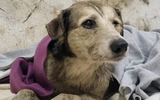 Nico volvió a convulsionar y permanecerá una semana más en observación