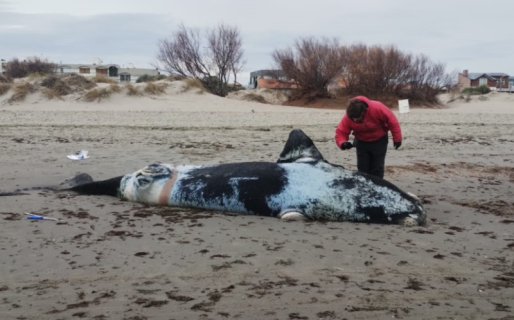 Hallan tres ballenas muertas en las costas de Puerto Madryn