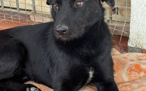 «No queremos que vuelva a la calle»: buscan con desesperación un hogar para un perro rescatado