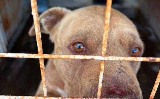 Piter sigue esperando una familia: pasa sus días llorando dentro de un canil