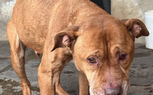 Buscan padrinos y madrinas para ayudar a Sasha, una pitbull de 12 años
