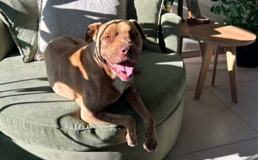 Piter sufrió maltrato, lloró durante días en un canil y ahora tiene una nueva oportunidad