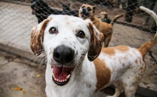 <strong>Invitan a participar de una jornada de adopción responsable para perros y gatos en Comodoro</strong>