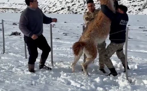 En medio del fuerte temporal de nieve, el gobernador de Santa Cruz rescató a un guanaco atrapado