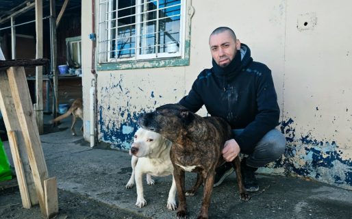 Un pintor busca ayuda para pagar una deuda veterinaria y seguir cuidando a sus perros rescatados