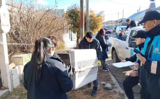 Rescataron a tres perros durante un allanamiento por maltrato animal en Diadema