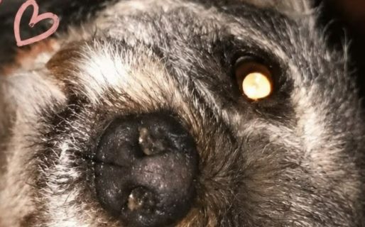 Solicitan ayuda para Braulio, un perro que continúa recuperándose tras un accidente