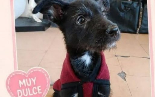 Buscan adopción urgente y colaboración para una perrita abandonada durante una jornada de adopción
