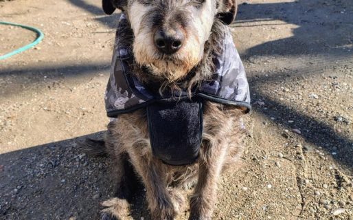 Indignación en el barrio Castelli: le robaron el abrigo a una perrita querida por todos los vecinos