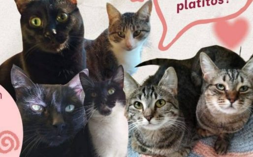 Piden ayuda para comprar alimento y evitar que gatos rescatados vuelvan a la calle