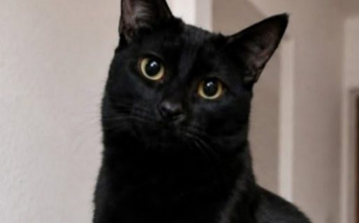 Pelusa busca una familia que le dé una segunda oportunidad y mucho amor