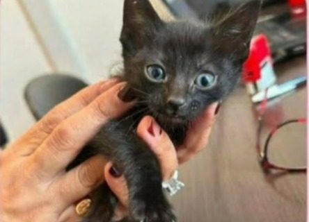 «Solo necesita que la elijan»: una gatita no vidente busca hogar en Comodoro