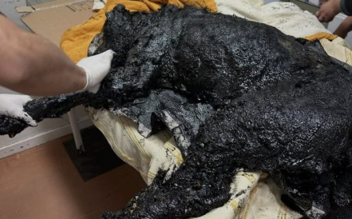 Nico, el perro rescatado de una laguna de petróleo, ya logró eliminar el 70% del crudo