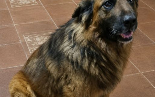 Buscan una adopción responsable para un perro adulto tras el fallecimiento de su dueño