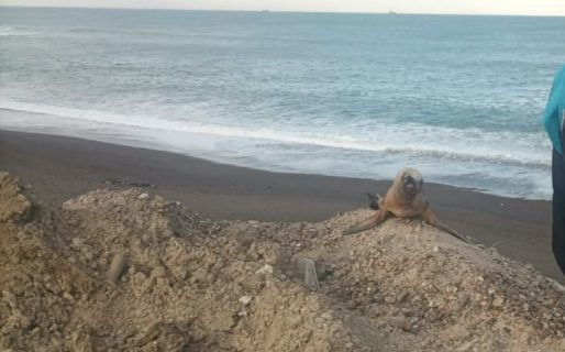 Sorpresa en Km 3: encontraron un lobo marino en plena zona urbana