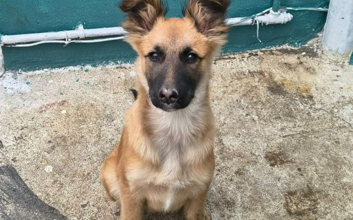 A un mes de su desaparición, siguen buscando a Pipa: una cachorrita de 4 meses