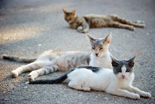 La Justicia reconoció como seres sintientes a 23 animales rescatados en Chubut