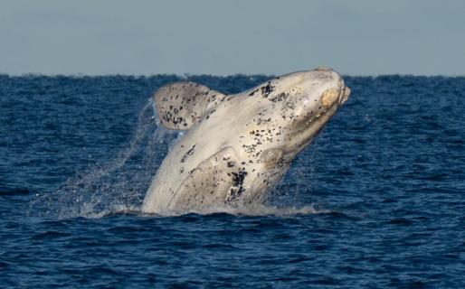 Un espectáculo único: fotografiaron a un ballenato blanco saltando en Chubut
