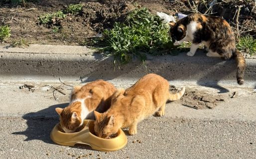 Desde Comodoro Conciencia Activa piden adopción responsable de 20 gatos en Km 3