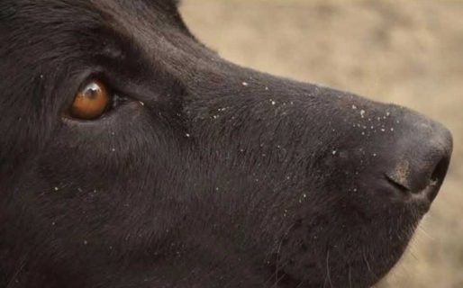Juicio por el envenenamiento de tres perros: el acusado declaró y negó haber cometido el hecho