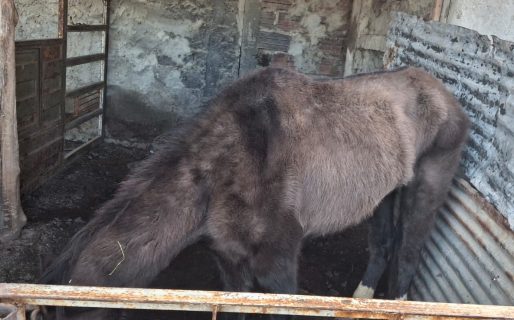 Maltrato animal: La Policía intervino en barrio San Martín por dos caballos desnutridos