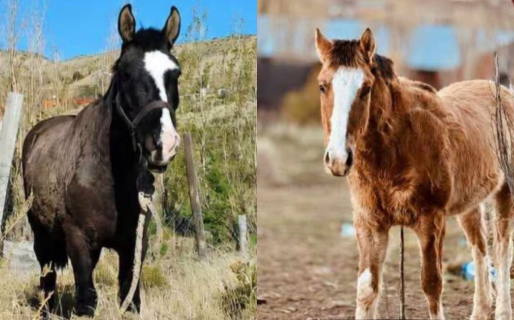 Piden ayuda para encontrar dos caballos que se extraviaron en Bella Vista Norte