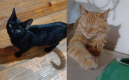 Piden ayuda para Chuky y Lolita: buscan un hogar responsable tras ser abandonados por su dueño