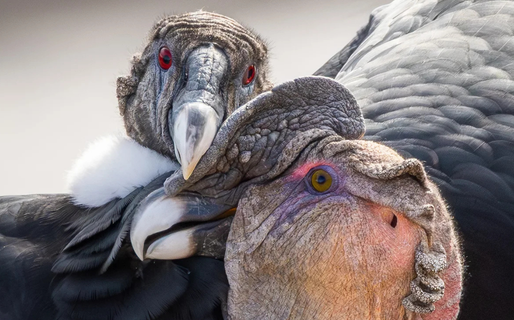 «Para toda la vida»: el momento único entre dos cóndores que se consagró en el Concurso de Fotografía de la Patagonia