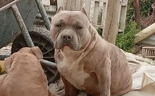 Una familia busca a su perro «Moto»: el animal requiere continuar con su tratamiento médico