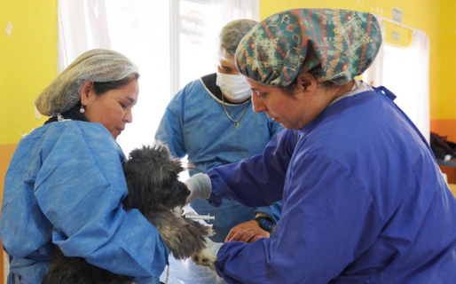 La Dirección General de Veterinaria asignará los turnos de esterilización este jueves